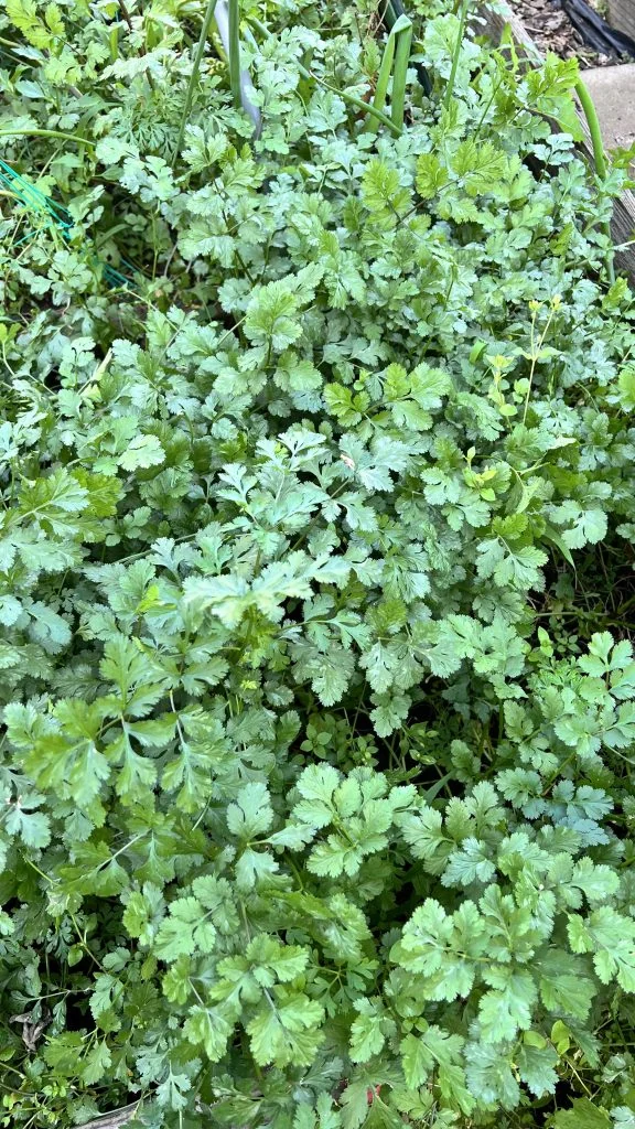 茂盛的生命香菜